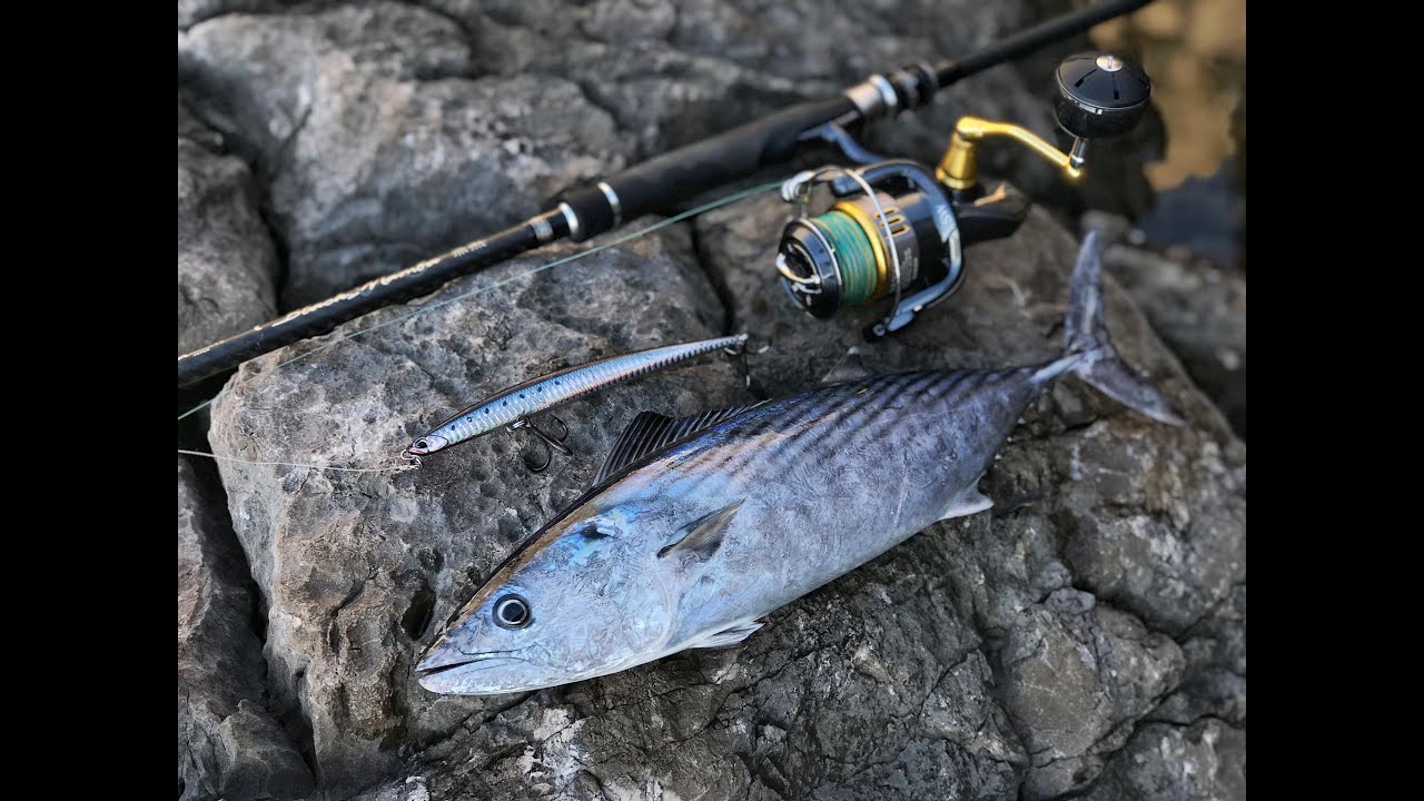 Bonito on Duo Press Bait Saira 175