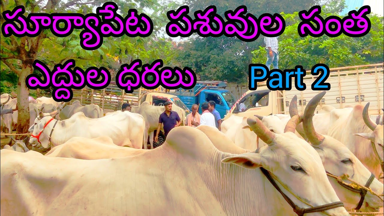 suryapet santha సూర్యాపేట సంత suryapet pasuvula santha