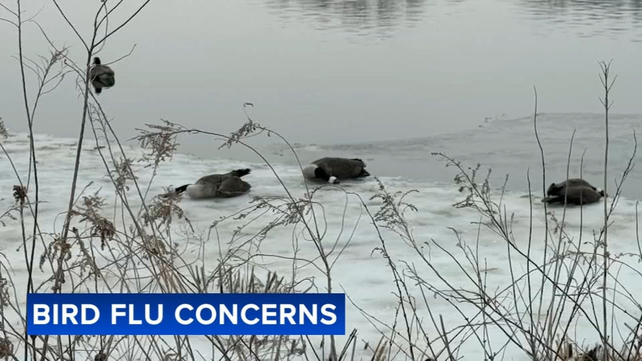 Traumatized residents forced to dispose dead birds amid suspected outbreak