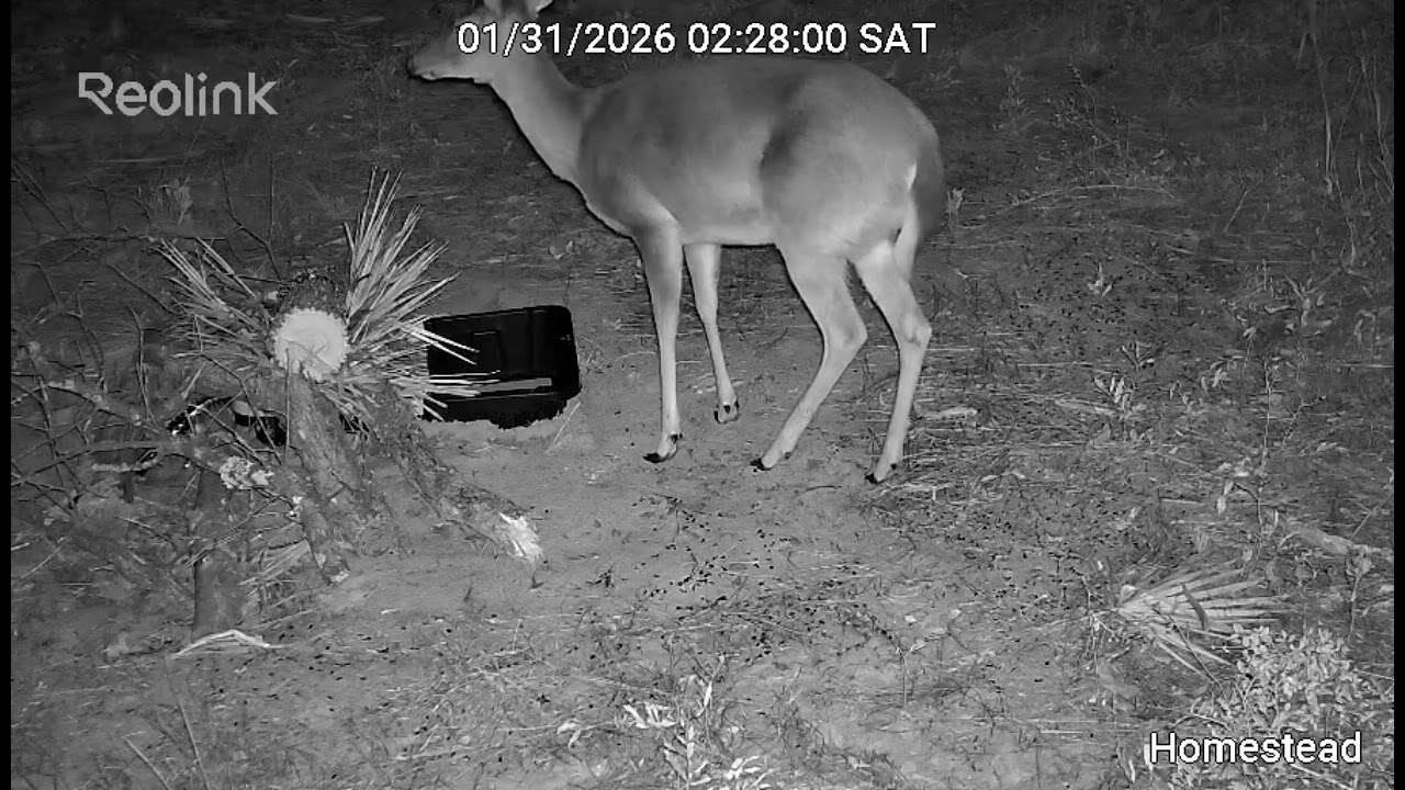 Unexpected Friends Tiny Mouse & Deer Share a Water Break