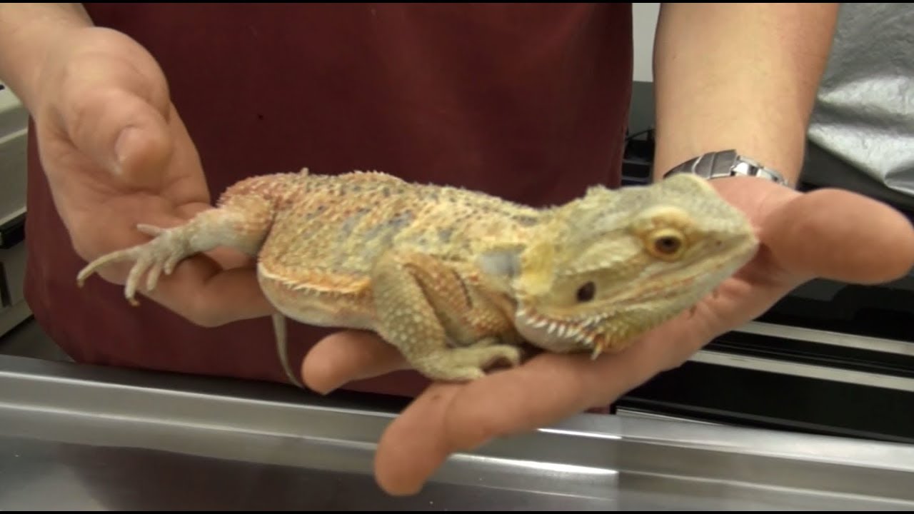 Dragón barbudo(Pogona vitticeps)