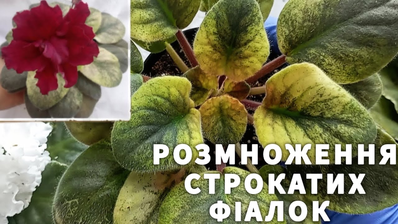 ТОНКОЩІ ПРИ РОЗМНОЖЕННІ СТРОКАТИХ ФІАЛОК #рослиниукраїна #фіалки #продажфіалок