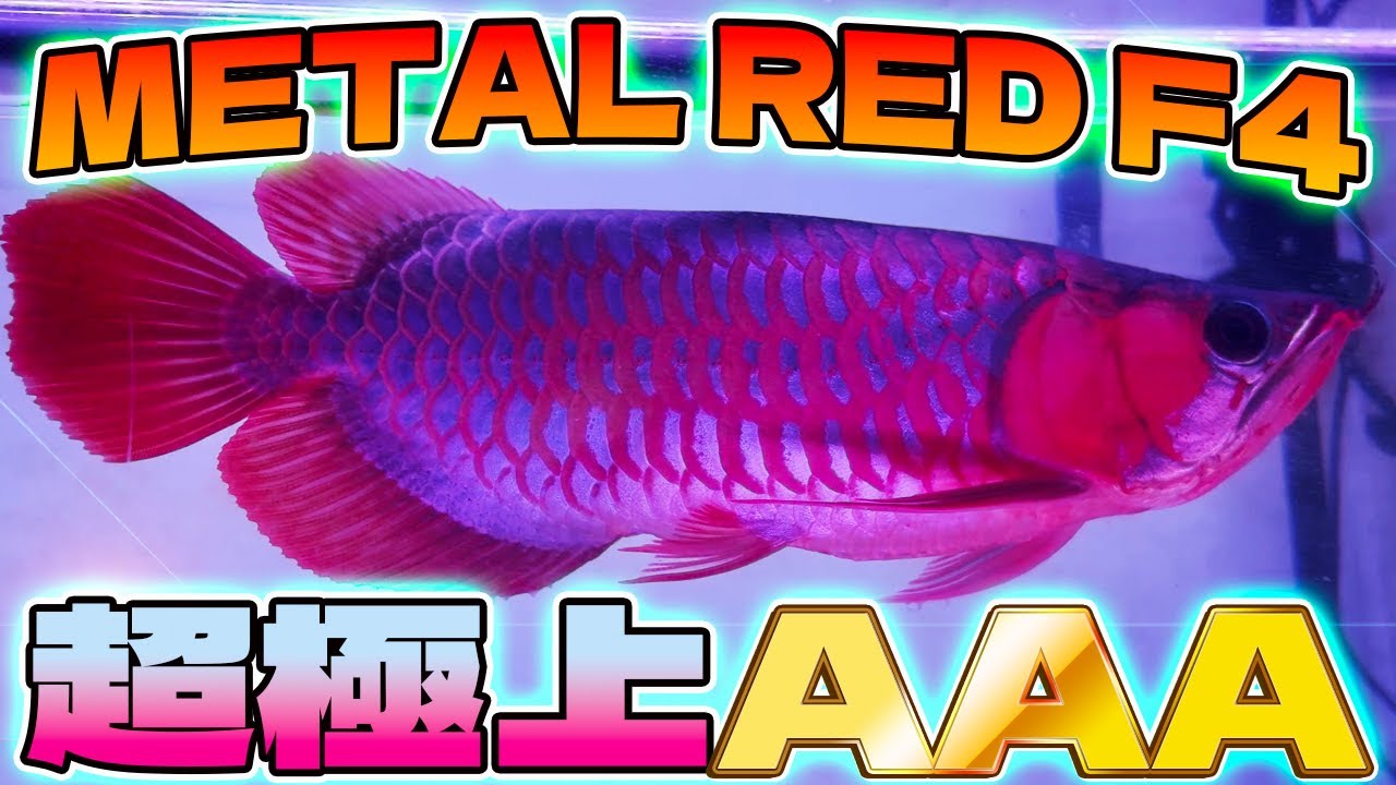 ラフレシアの本気‼️アジアアロワナ紅龍の真骨頂！これがメタルレッドF4の実力！