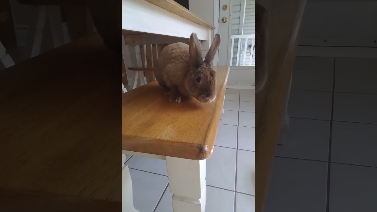 find the bunny part 1! 🐇