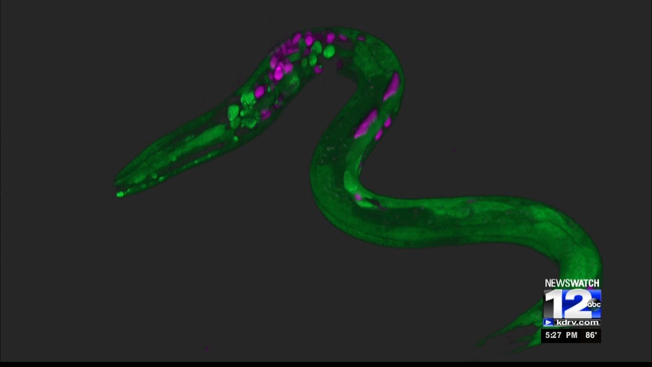 Study shows that worms get the munchies when stoned