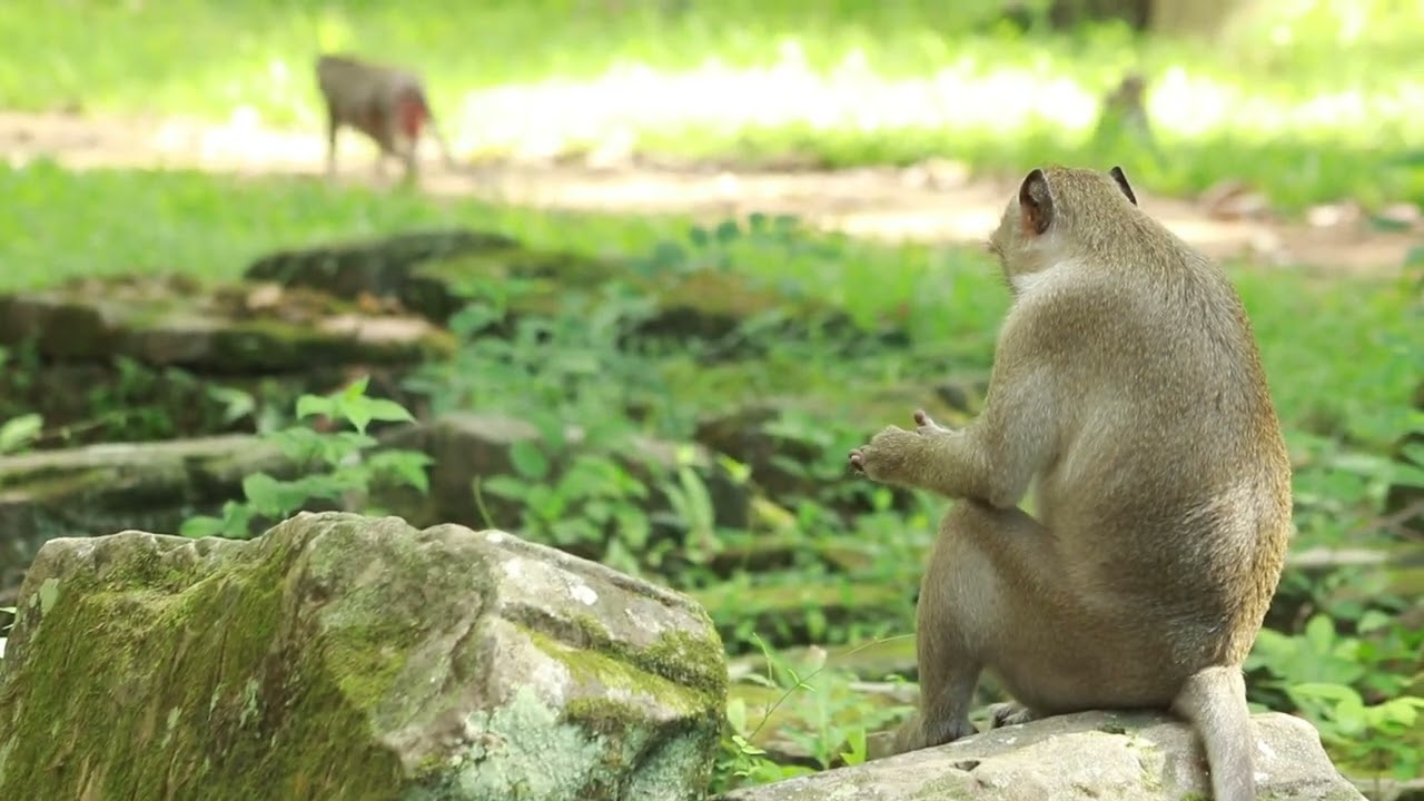 Monkey Yamasaki and Dax Meeting  Chasing on Path walking