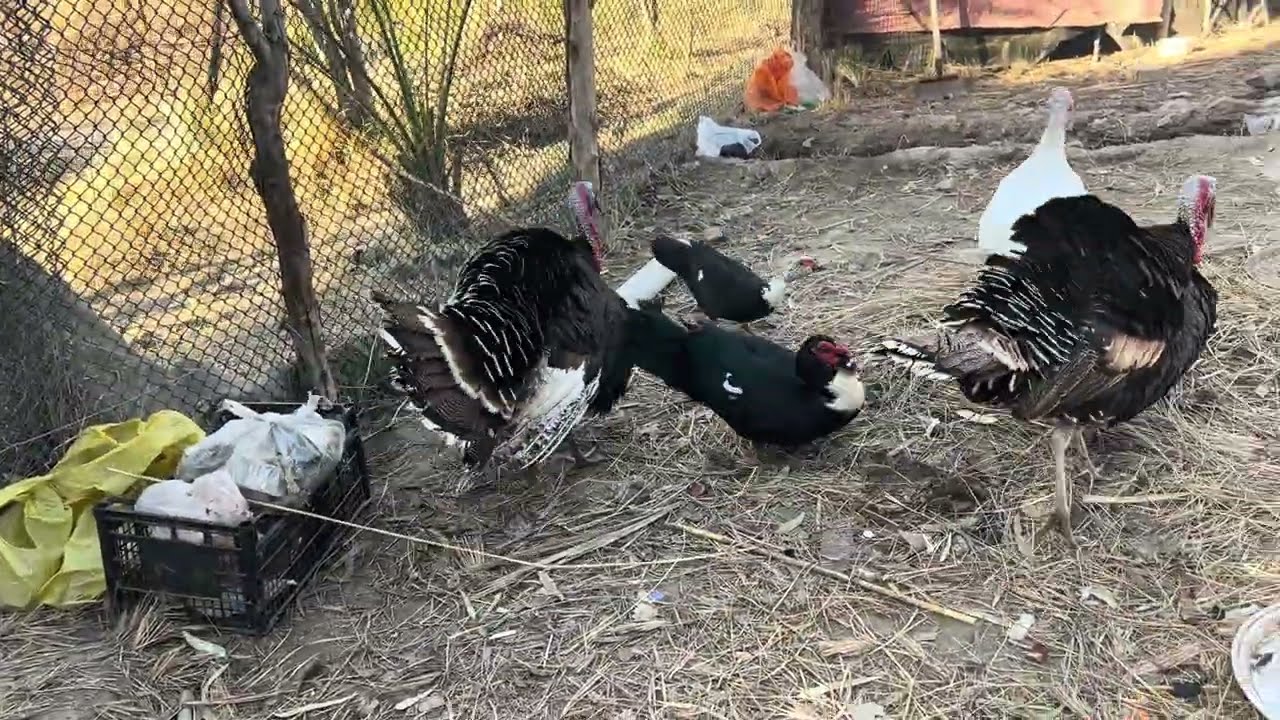 الديك الرومي خسر اناثه في المعركه مع ديك آخر