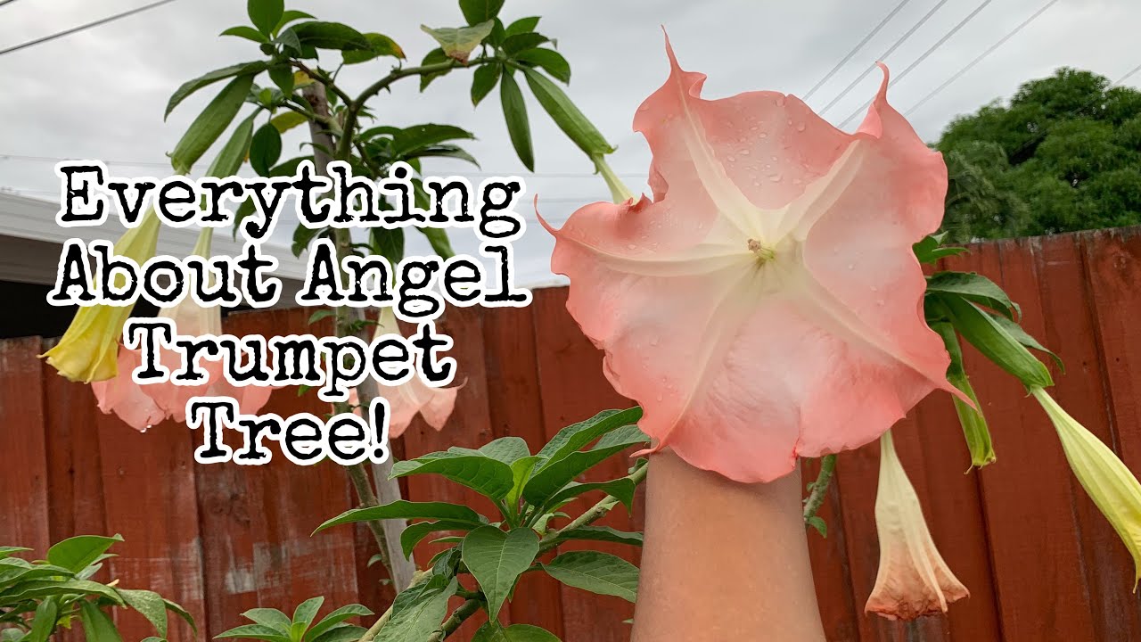 Everything About Angel Trumpet Tree!🧡🤩🌿S:2,Ep.7//Ulimate Gardening