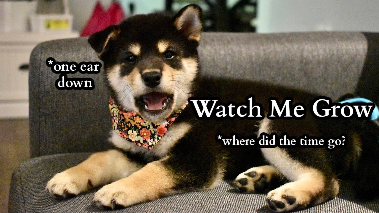 Shiba Inu Puppy (8 weeks) to 1 Year | Compilation | Tiny Rick The Shibe