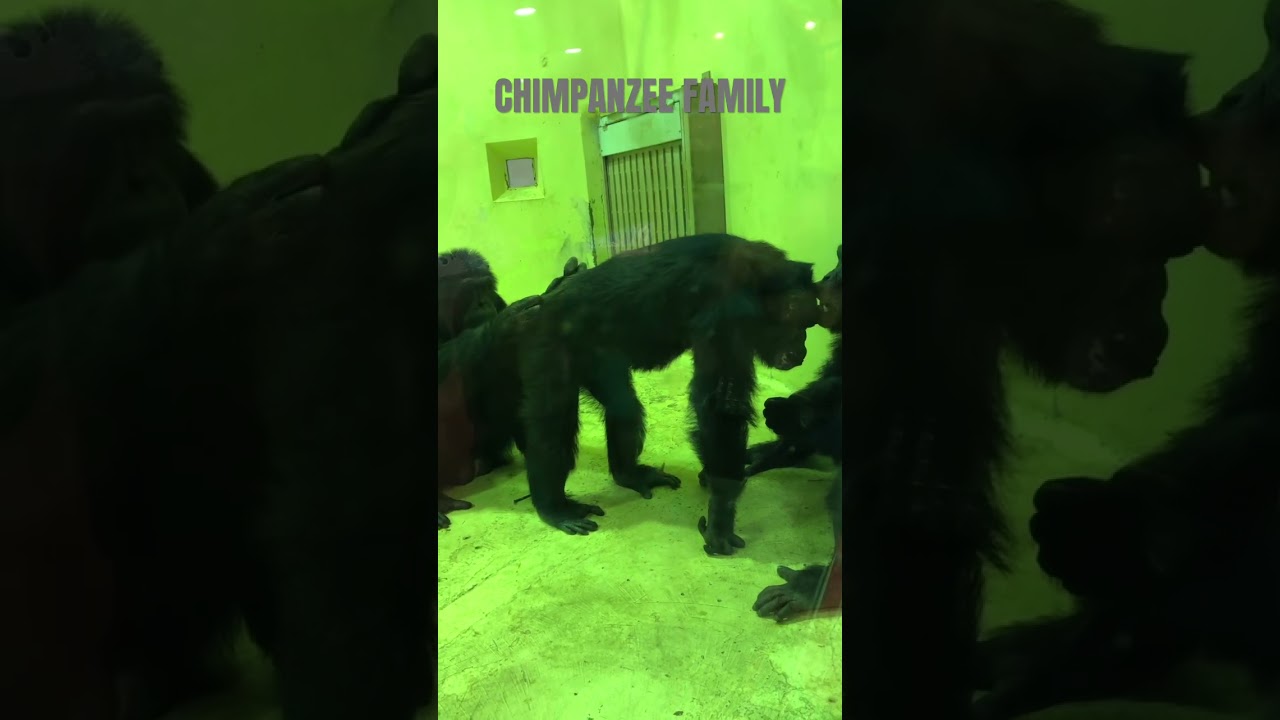 Family Chimpanzees happy together #chimpanzee  #japan