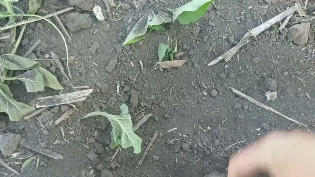 А шо,буде пар.