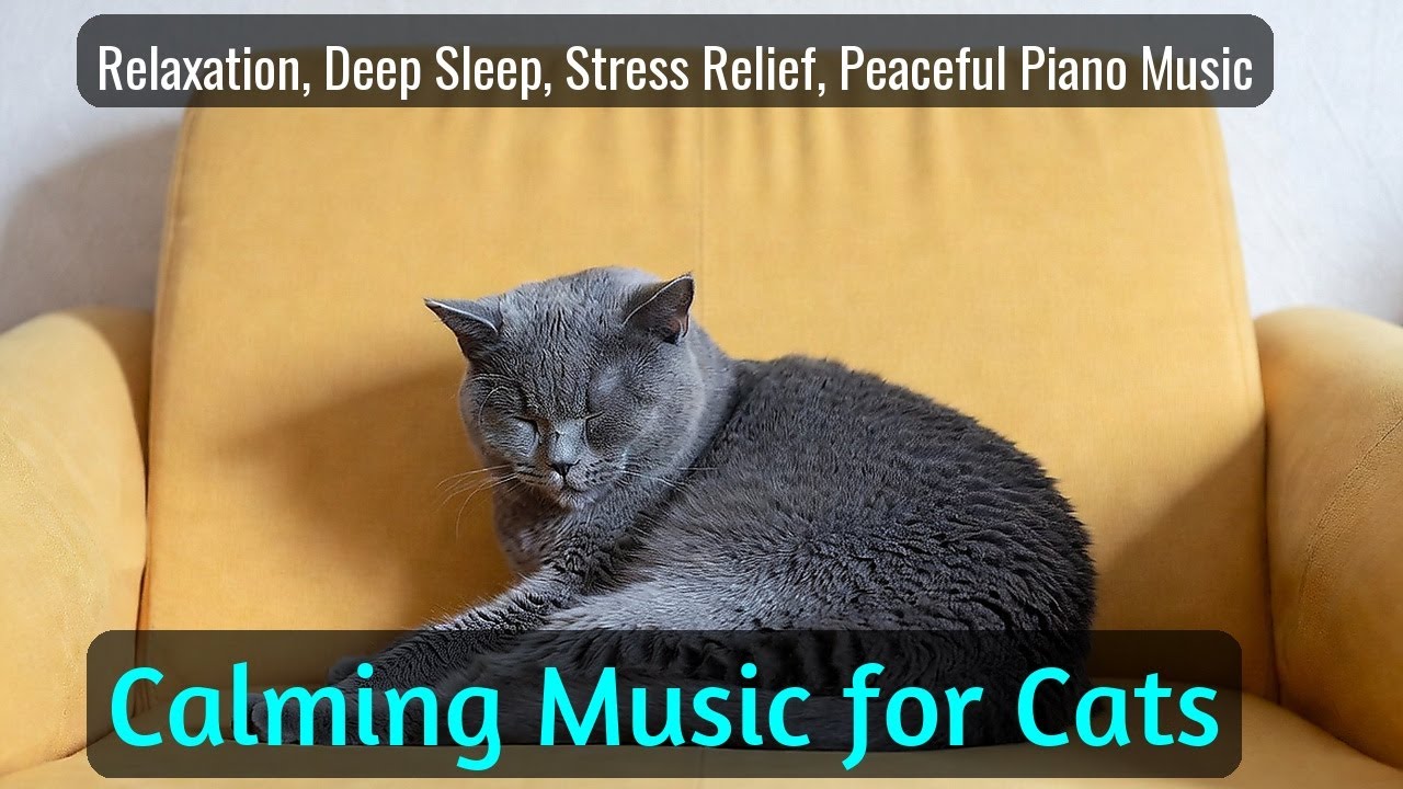 LIVE Calm Sleeping Cat for Deep Night 🌙 | Season 59