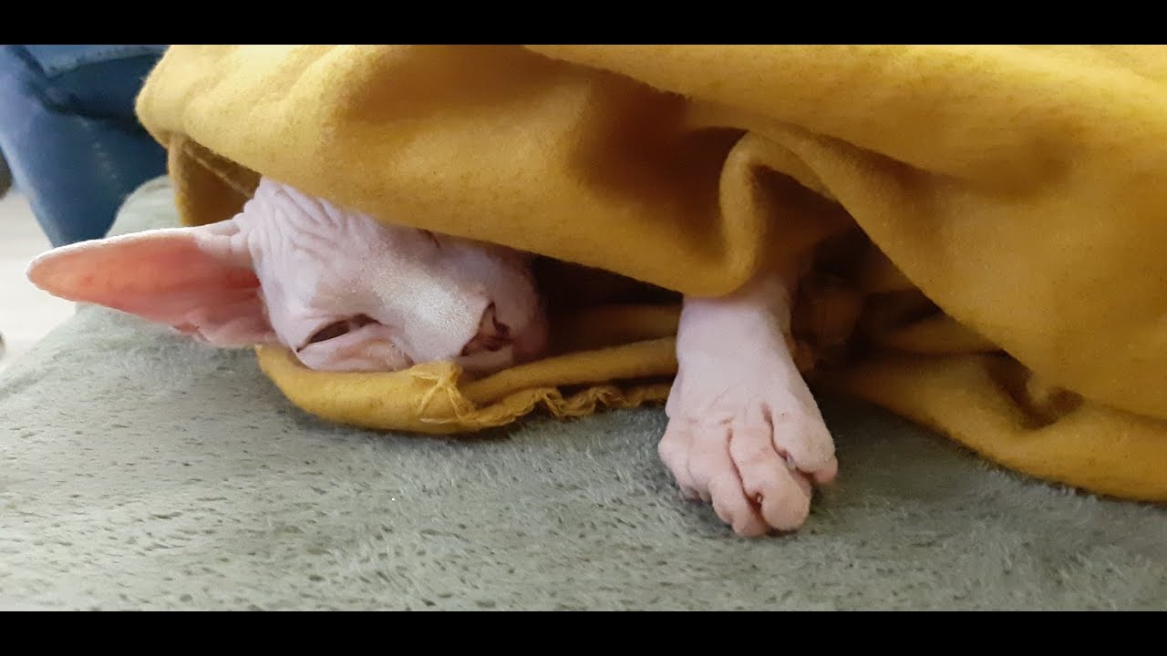 Sfinks kanadyjski - moje koty, nowy kojec i zapowiedź miotu Nudesy*PL || Gadzi Bastion