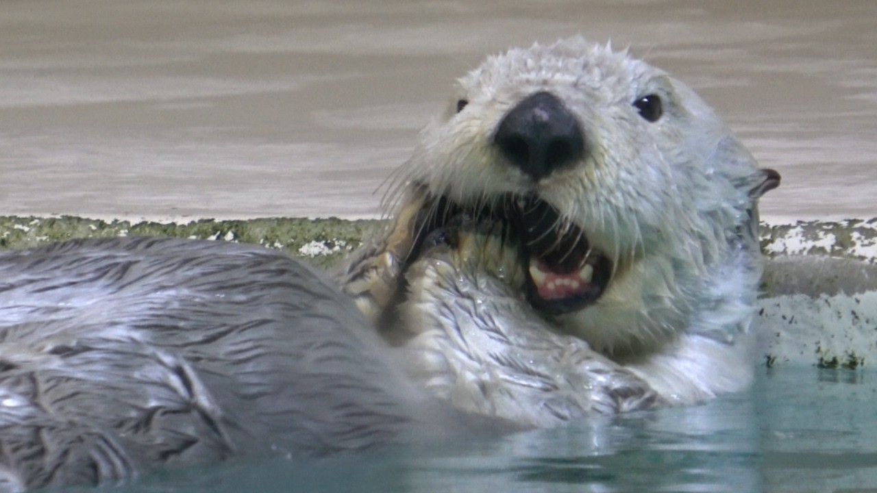 【ラッコ】鳥羽水族館メイちゃん固い氷に苦戦する ちょっと固すぎじゃない？