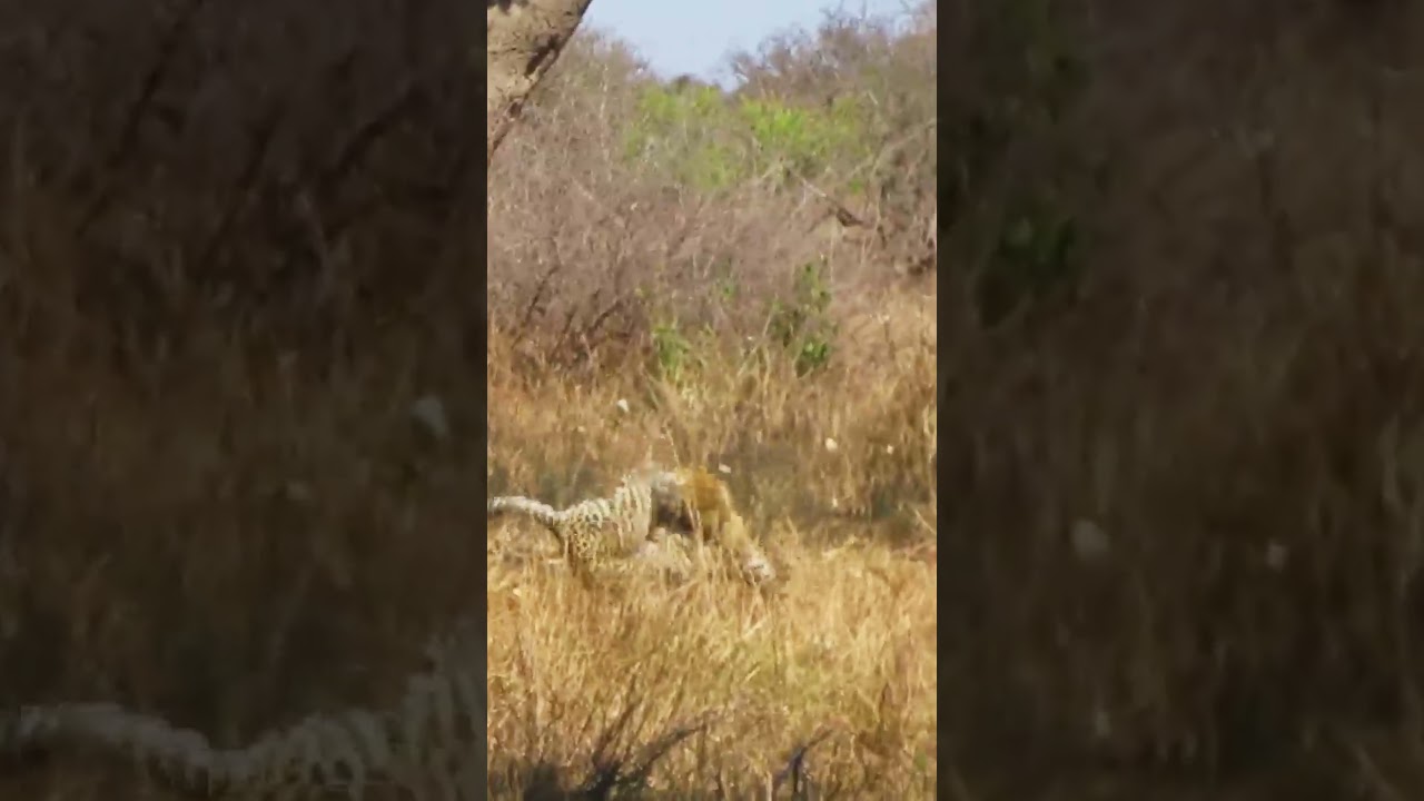 2 Fighting Leopards Take Dramatic Fall out of Tree