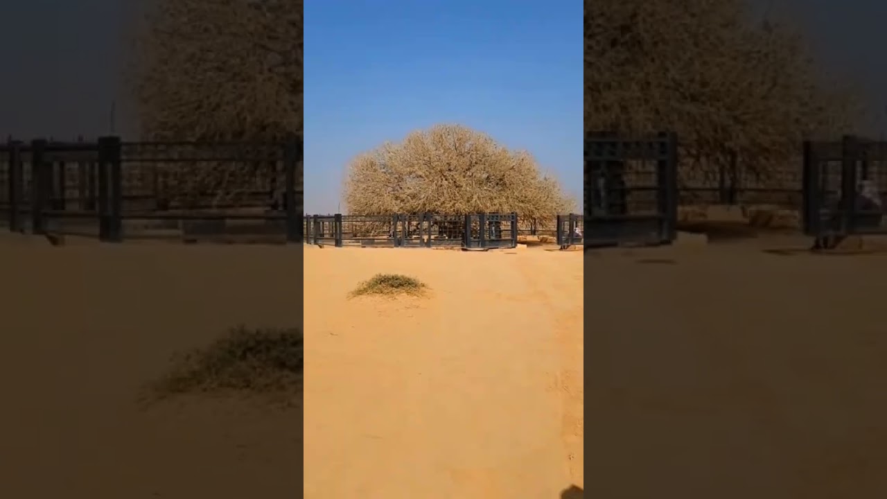 The only living sahabi tree 1400 Years old | A Living Sahabi #shorts