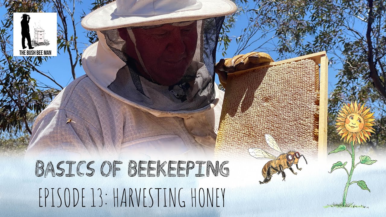 How to Harvest Honey from a Beehive: Knowing when honey is ripe | The Bush Bee Man