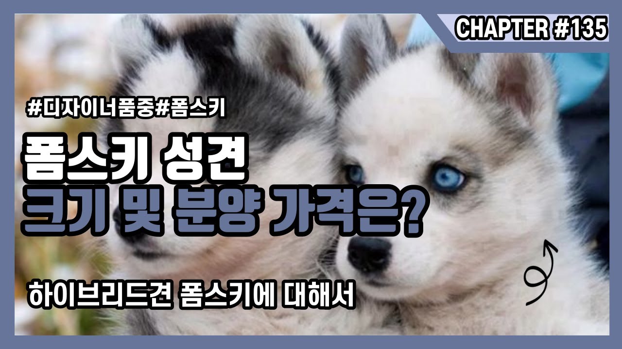 폼스키 성견 크기 및 분양가격은?