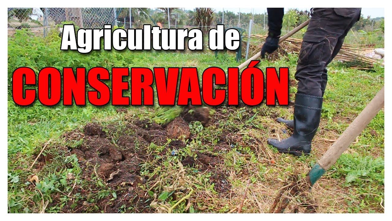 👁 Te ENSEÑO como HACER un BANCAL con MÉTODO SIN  ARADO o 👉 bancal NO DIG...(Conserva tu SUELO)🪱