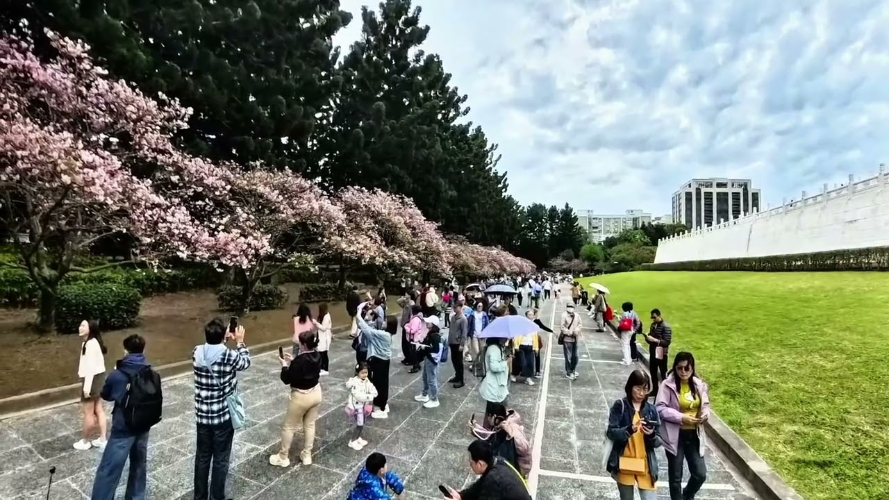 中正紀念堂櫻花360照片