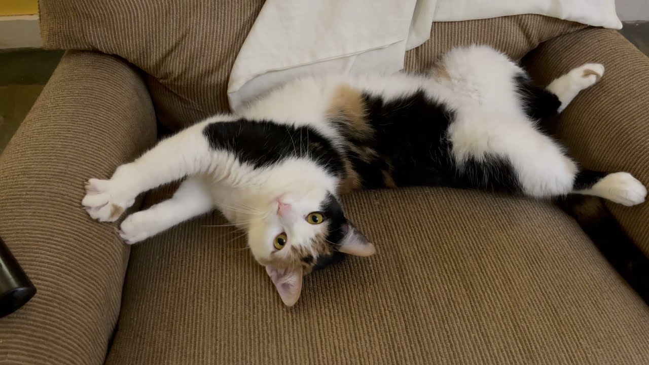 Cat steals my chair and has no remorse