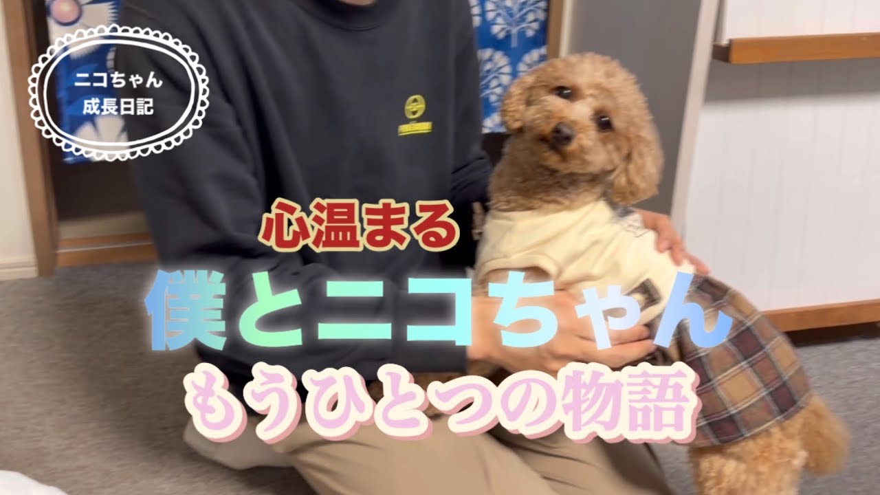【トイプードル】『心温まる』僕とニコちゃん　もうひとつの物語