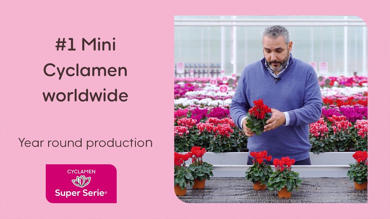 Mini Cyclamen for each season and climate