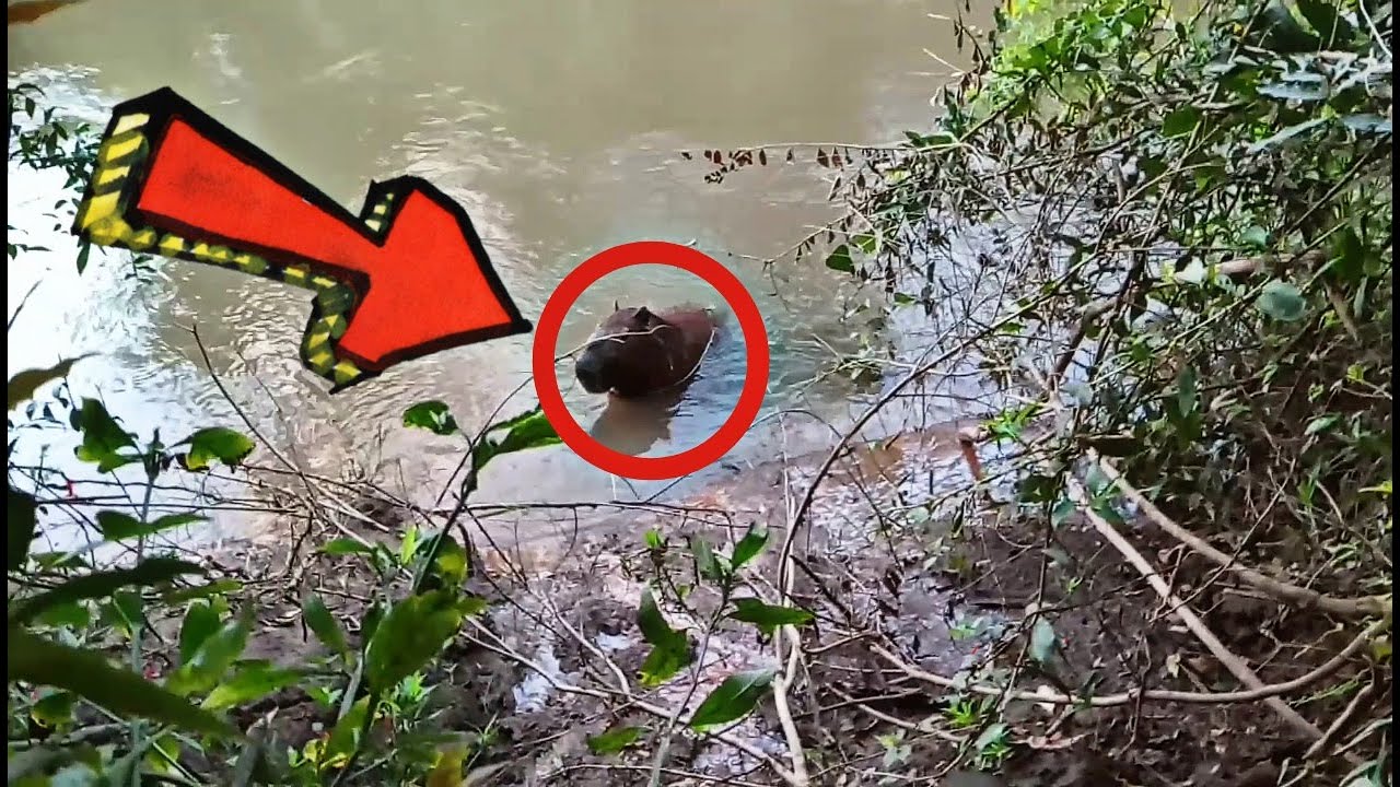 CAPIVARA NO RIO VEJA NO QUE DEU