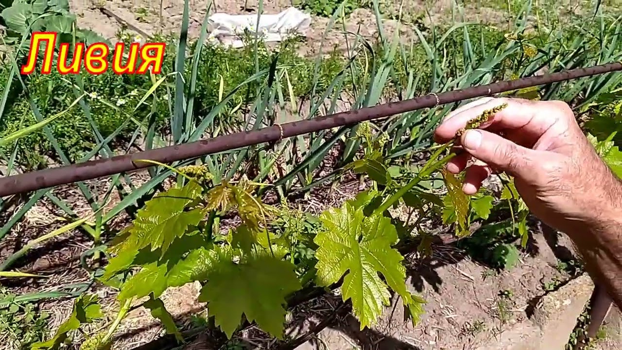 Как определить, подходит ли формировка с короткой обрезкой однолетних лоз для вашего виноградника