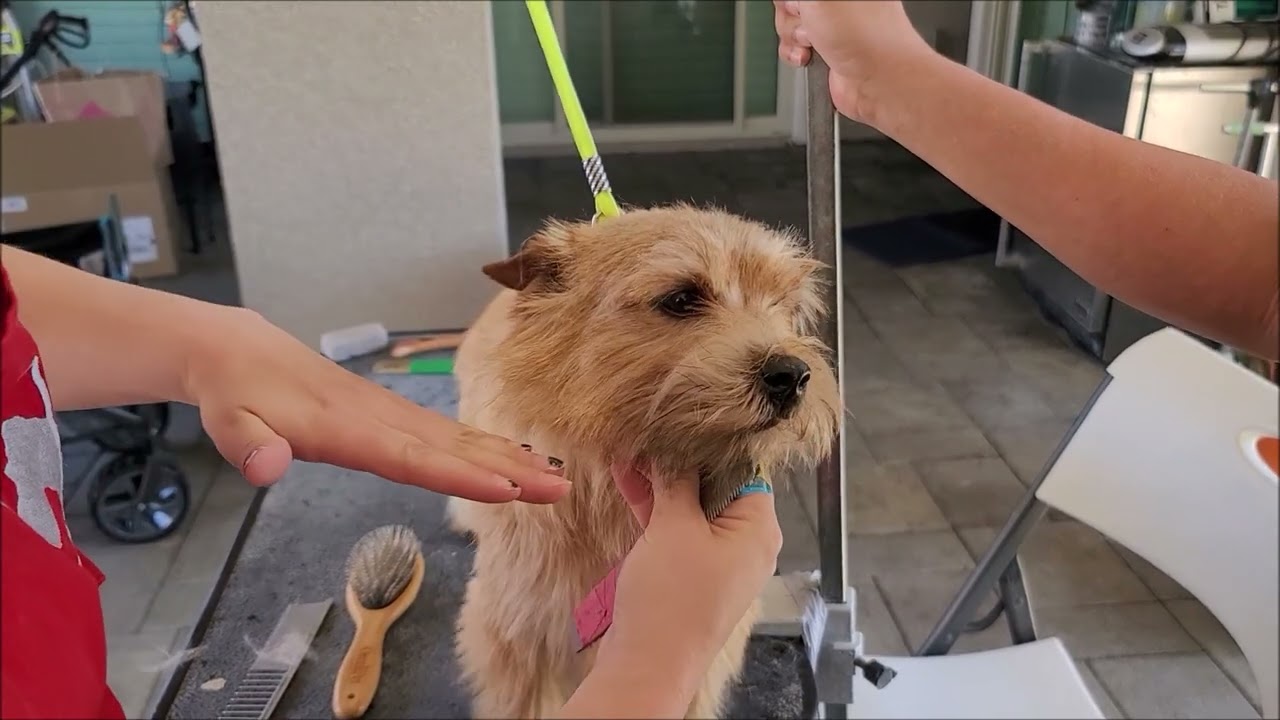 Grooming a Norwich Terrier by Kelsey Part 2