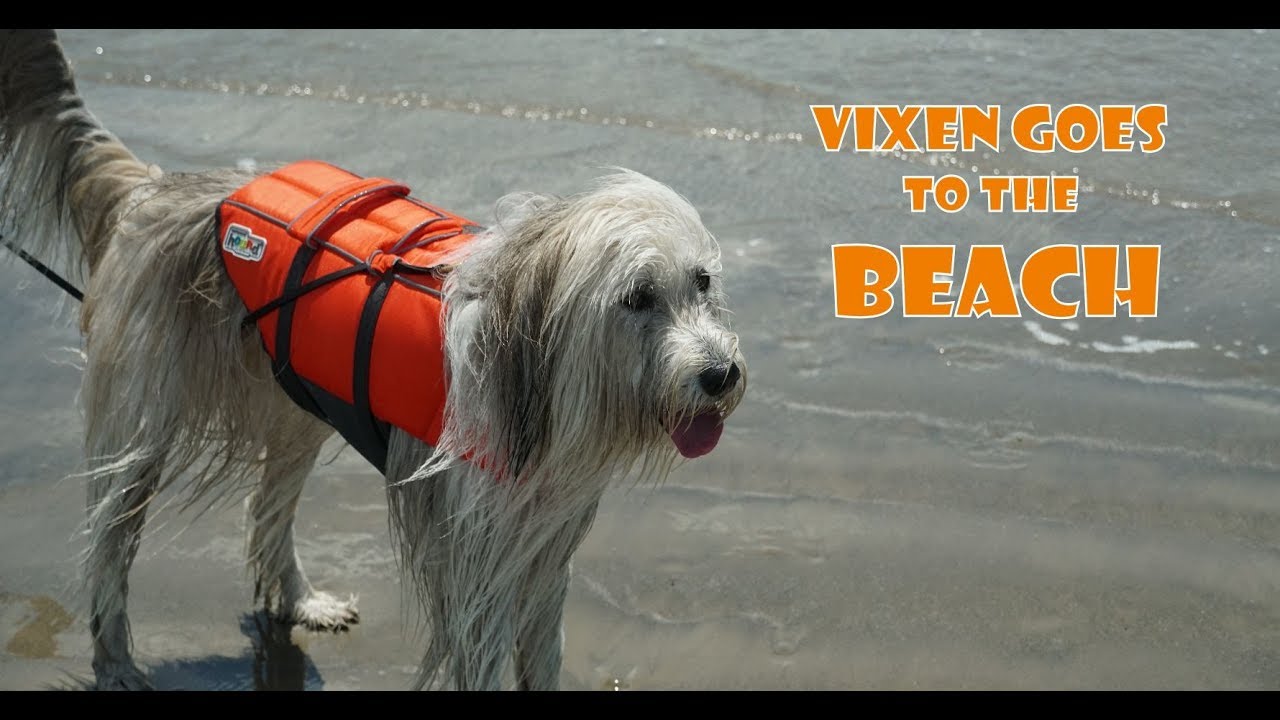 Vixen Goes to the Beach