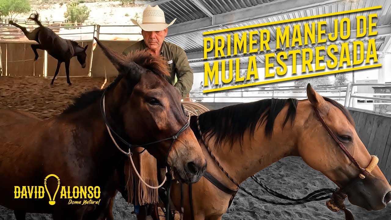 1er Manejo de una Mula Estresada