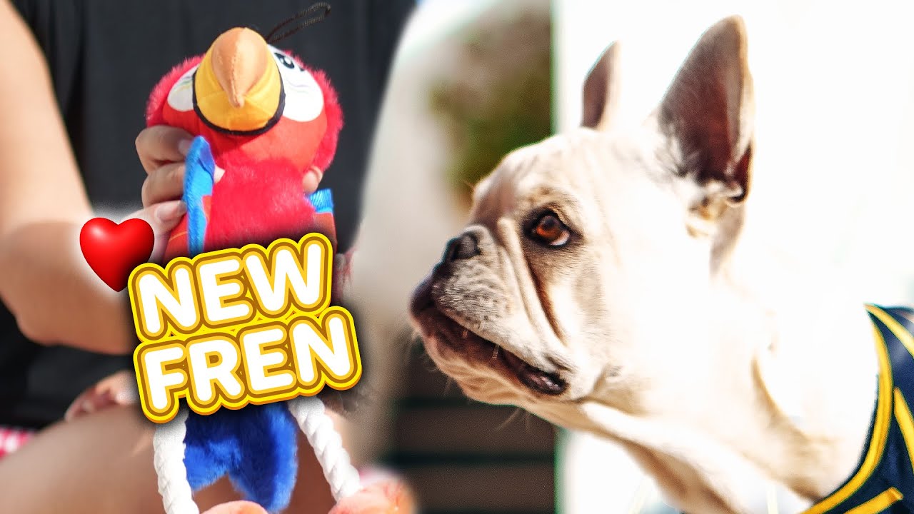 You Already Know How Zeus Reacts To New Toy 😂 (Crazy Zoomies Warning)