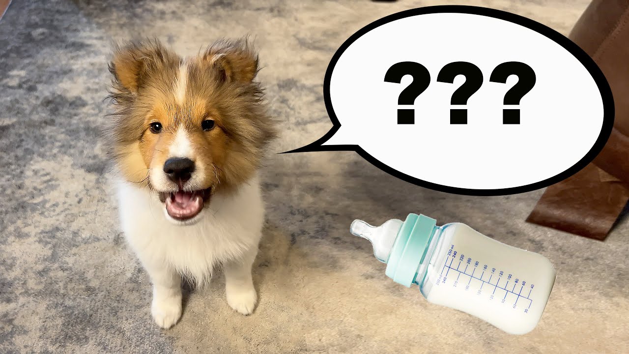 Первое слово малыша! 🍼💕🐶😬 Кевин говорит! — Разговорная подборка на Cricket Chronicles e229
