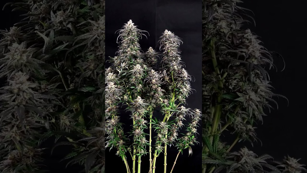 How to grow weed easy with big buds