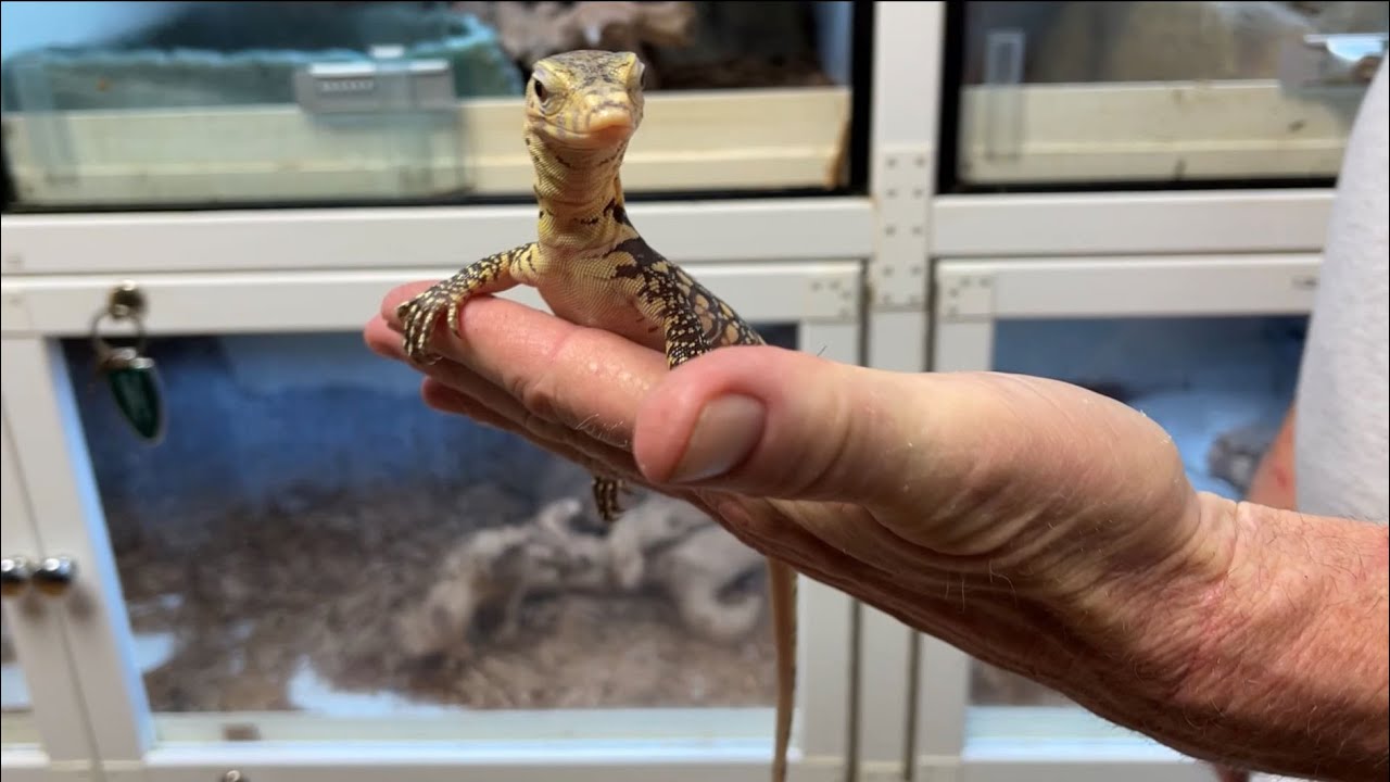 MY ASIAN WATER MONITORS!!! (T+ and T- Albinos, Black Dragons, and More!) | Jon’s Jungle