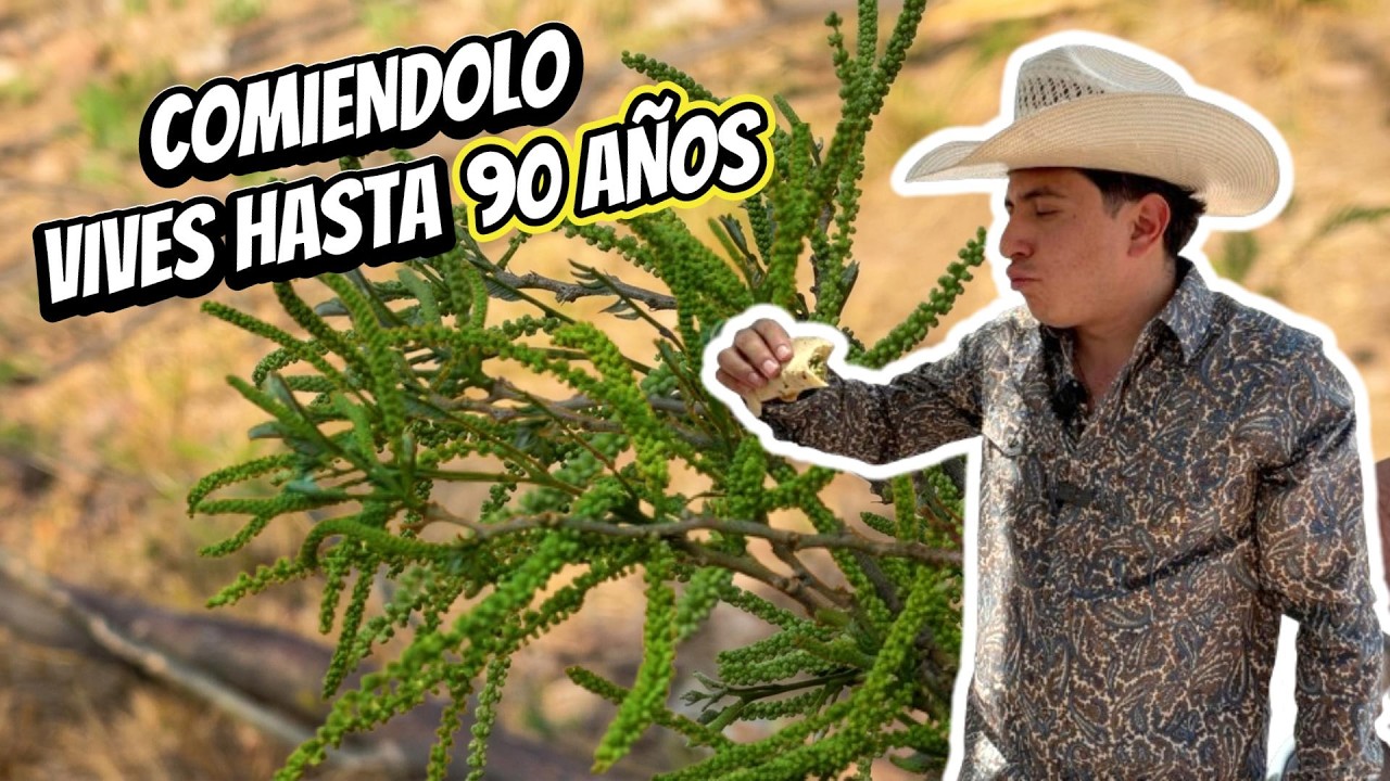 La planta m&aacute;s olorosa y medicinal del estado de Zacatecas la conocen ? 