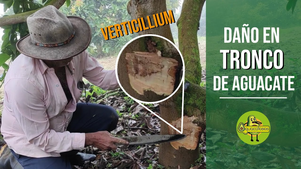 Daño en TRONCO de AGUACATE - VERTICILLIUM (marchitez y gomosis) con Misael Vargas