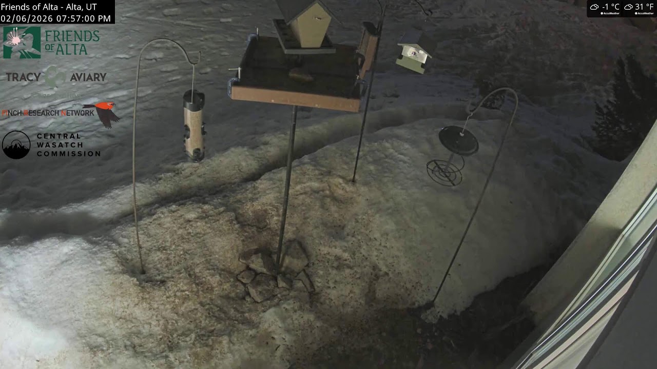 2026-02-06 - Day - Friends of Alta - Alta, UT - Live Stream Bird Feeder Cam