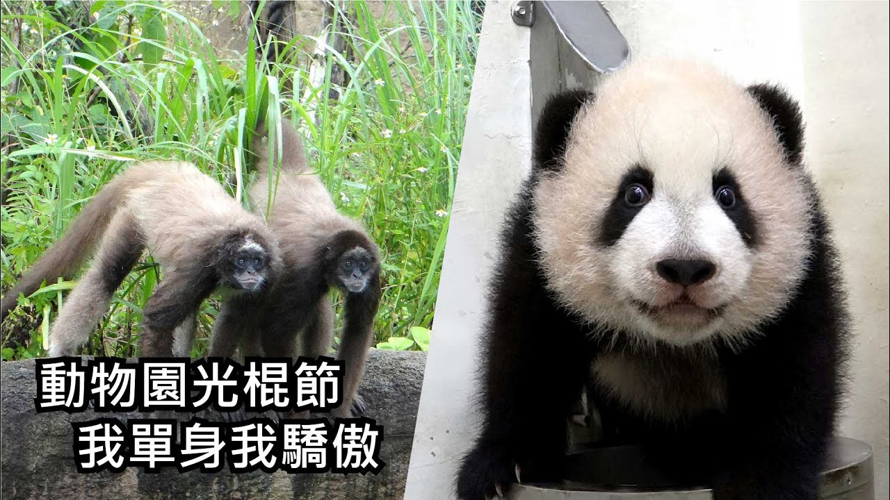 動物園光棍節~我單身我驕傲