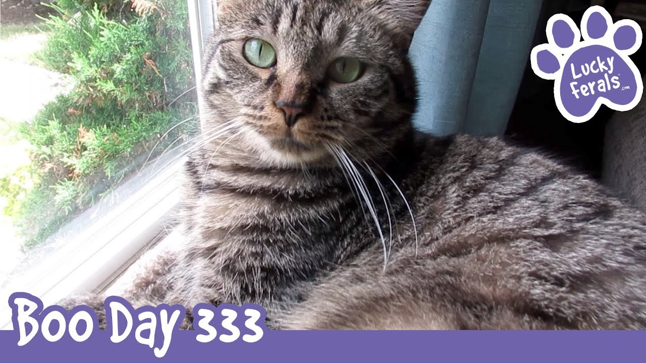 Boo Day 333 - Splash Came Out For The Cat Sitter Cam And Vidcon 2018 Day 1