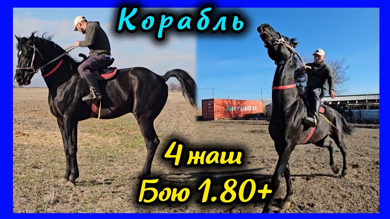 Европа аргымагынын зору чыкты 👍👍👍