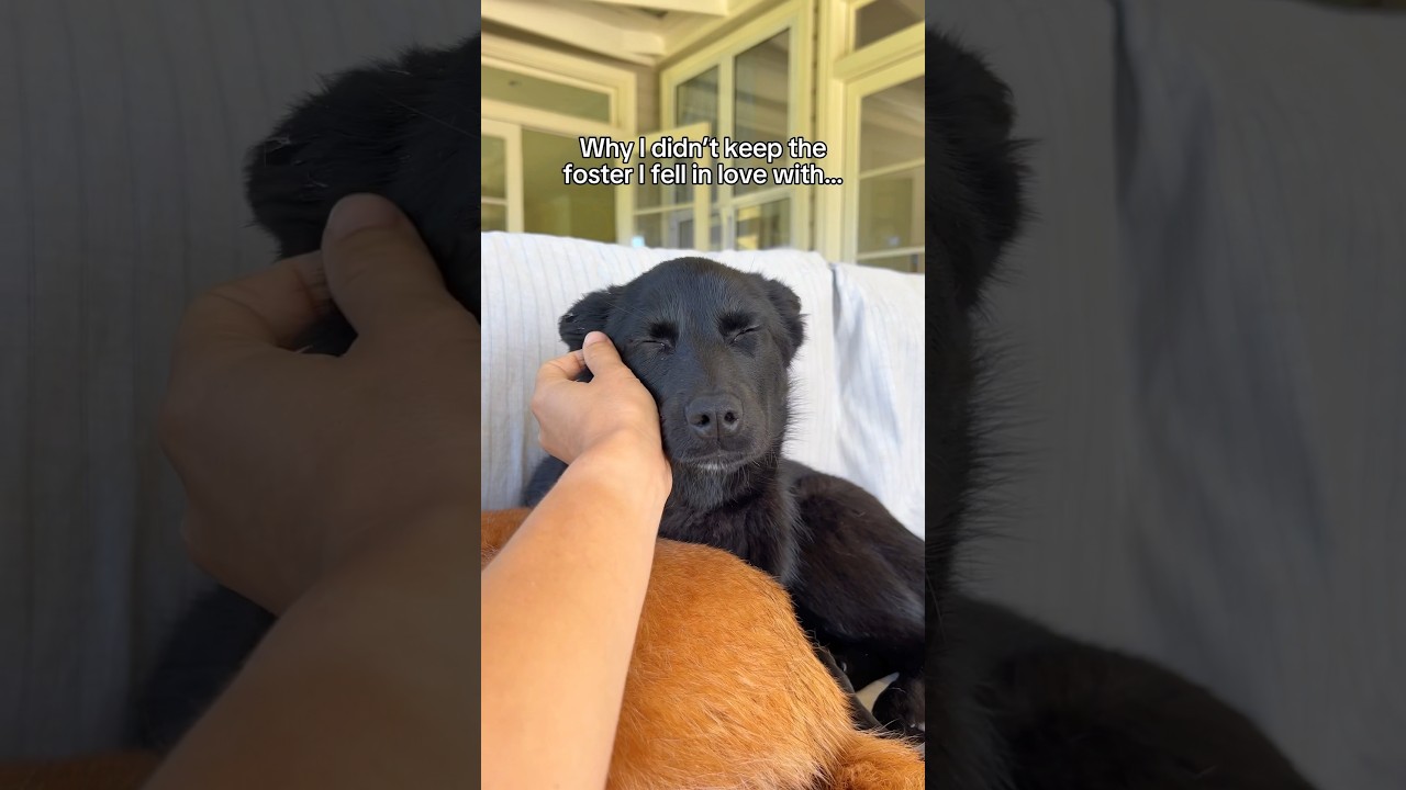 Why I didn&rsquo;t keep the foster I fell in love with ❤️&zwj;🩹 #fosterdog #fosteringsaveslives #fosterdogs
