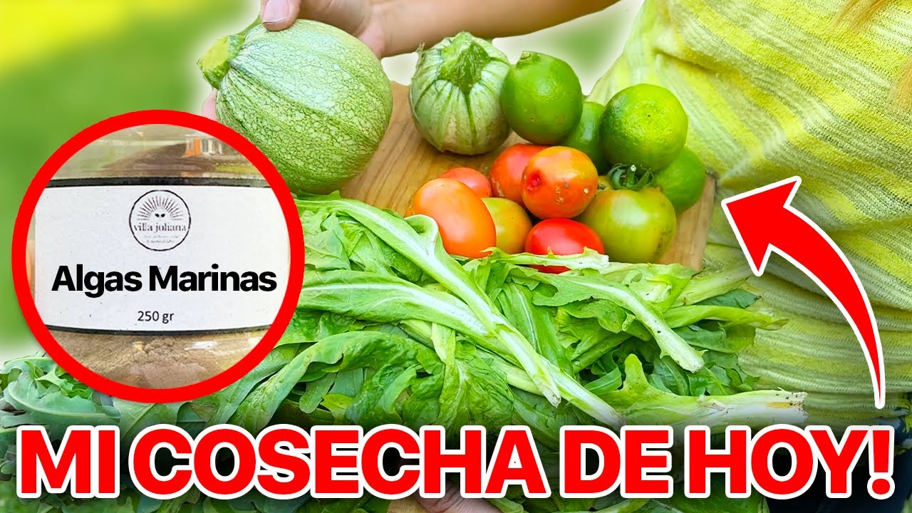 🪴 FERTILIZANTE para PLANTAS con este Polvo del Mar! 🐠 MUCHOS BENEFICIOS! 😍