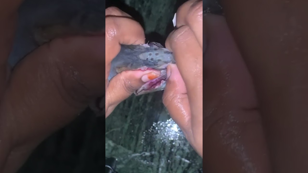 How to clean fish for frying 🐟 