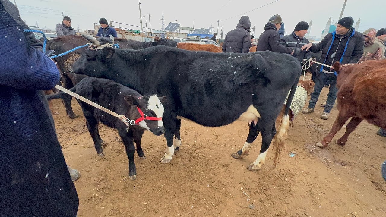 СУТДОР ОНА БОЛА БУГОЗ СИГИР НАРХЛАРИ ХАЗОРАСП МОЛ БОЗОРИ 1 февраля 2026г
