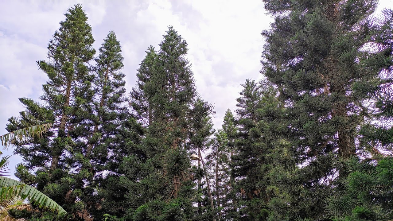 Foraging in the New Caledonia Pine (Araucaria columnaris) grove