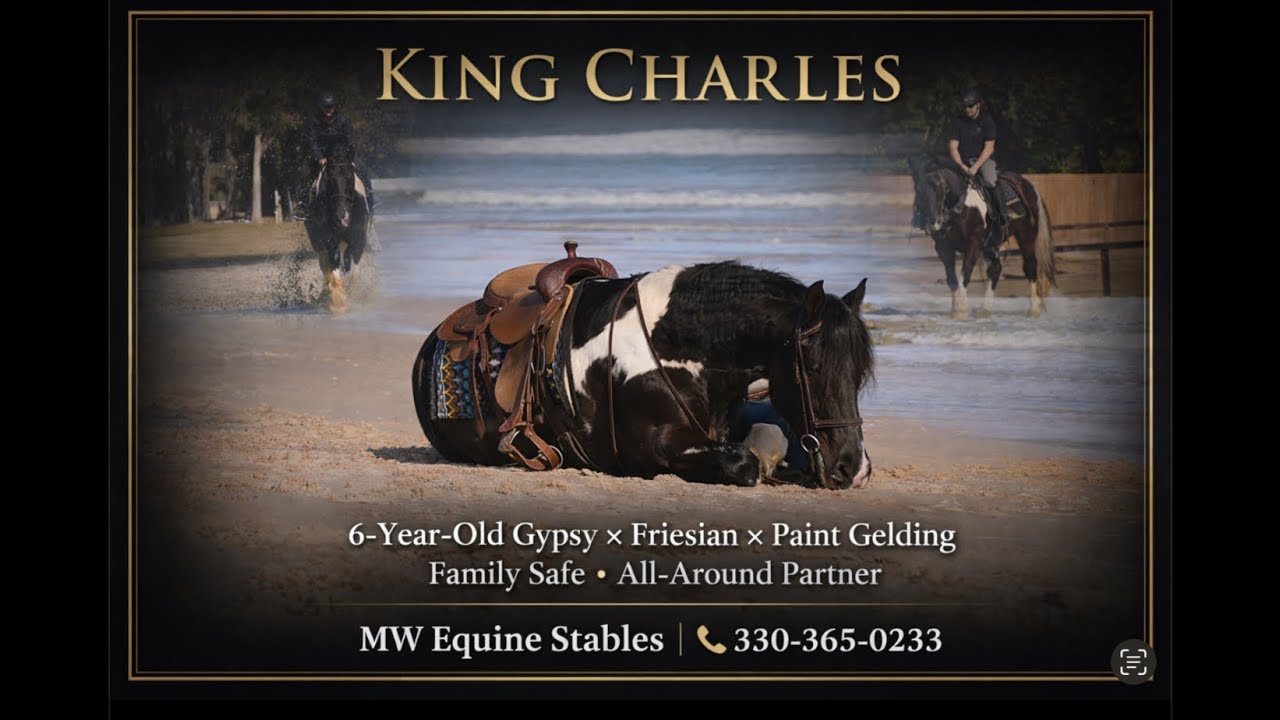 Meet King Charles — a stunning 16.0hh young gelding with brains, talent, and the best personality 