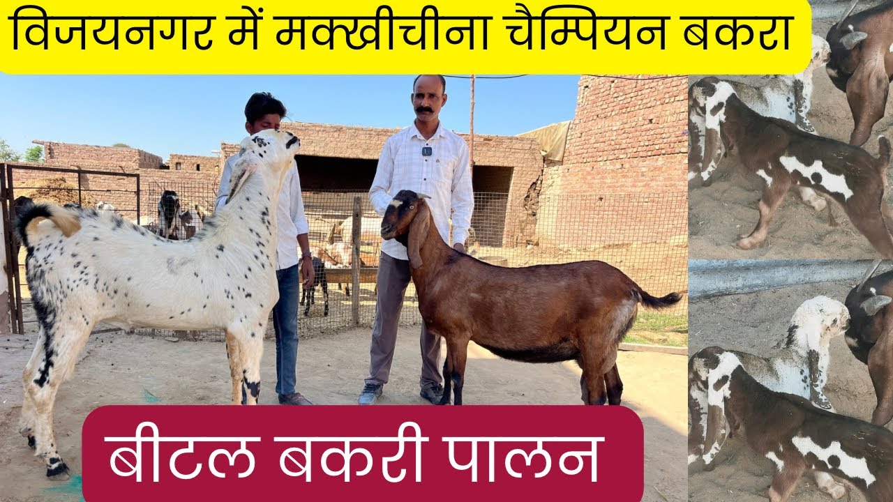 विजयनगर में शानदार बीटल मक्खीचीना चैम्पियन बकरा व उससे ग्याभिन व बच्चों वाली बकरियाँ #beetalgoatfarm