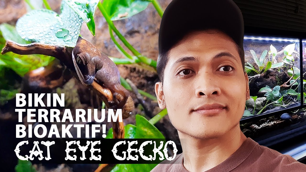 Suka banget sama hasilnya!! Membuat Terrarium Bioaktif buat Cat eye Gecko